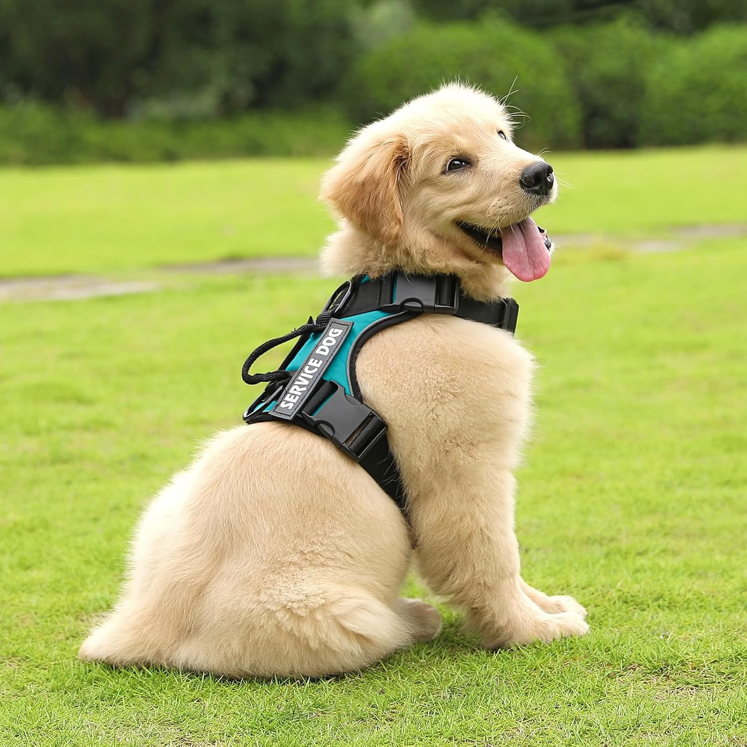 Adjustable Service Dog Harness – Turquoise
