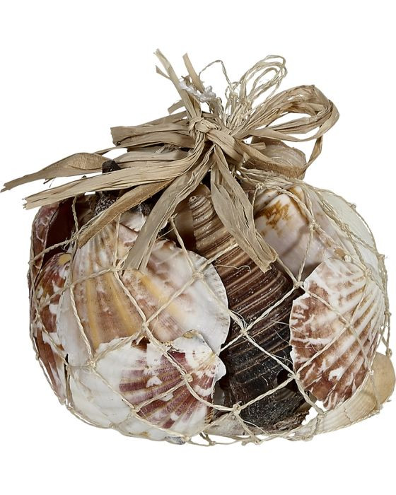 Decorative Seashell