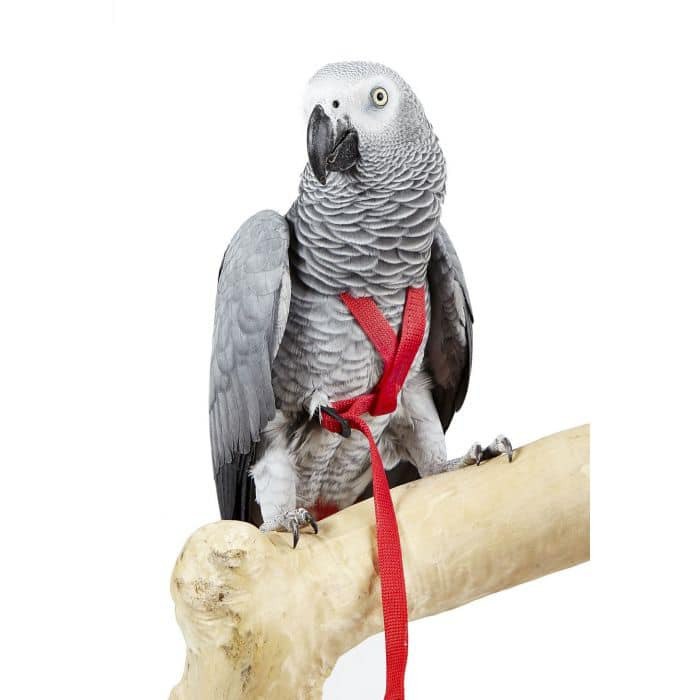 Vanpet Parrot Harness – Adjustable Safety Harness for Parrots