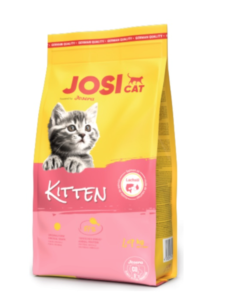 Josi Cat Kitten