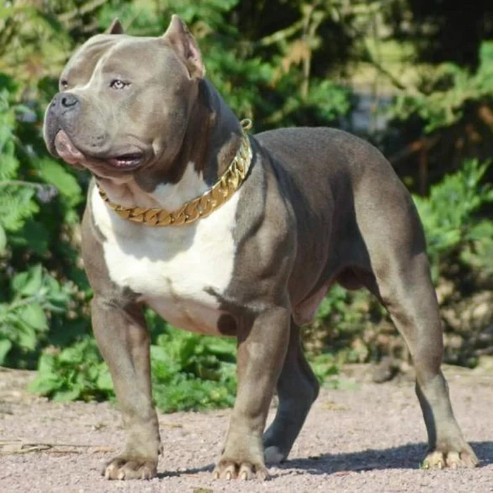 Luxury Gold Chain Dog Collar – Bold, Stylish & Durable