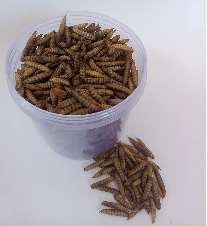 Dried Mealworms for Fish