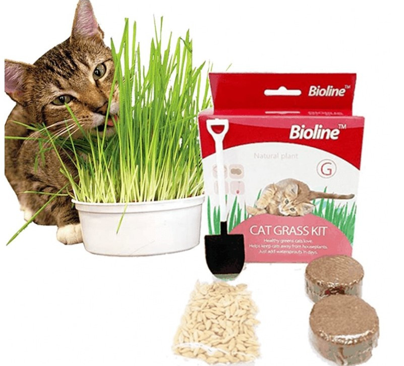 Bioline Cat Grass Kit - 12g