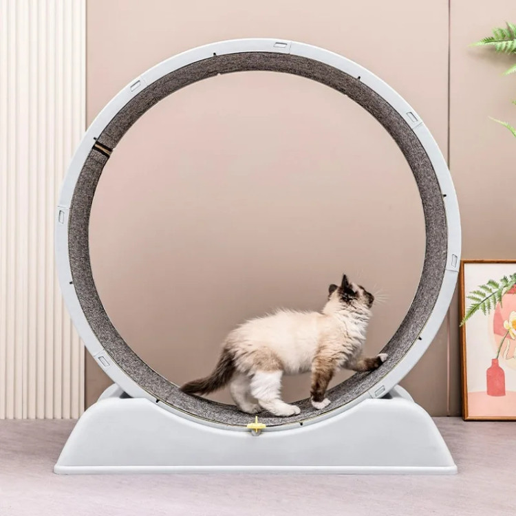 Cat Exercise Wheel with Scratchable Carpet Surface