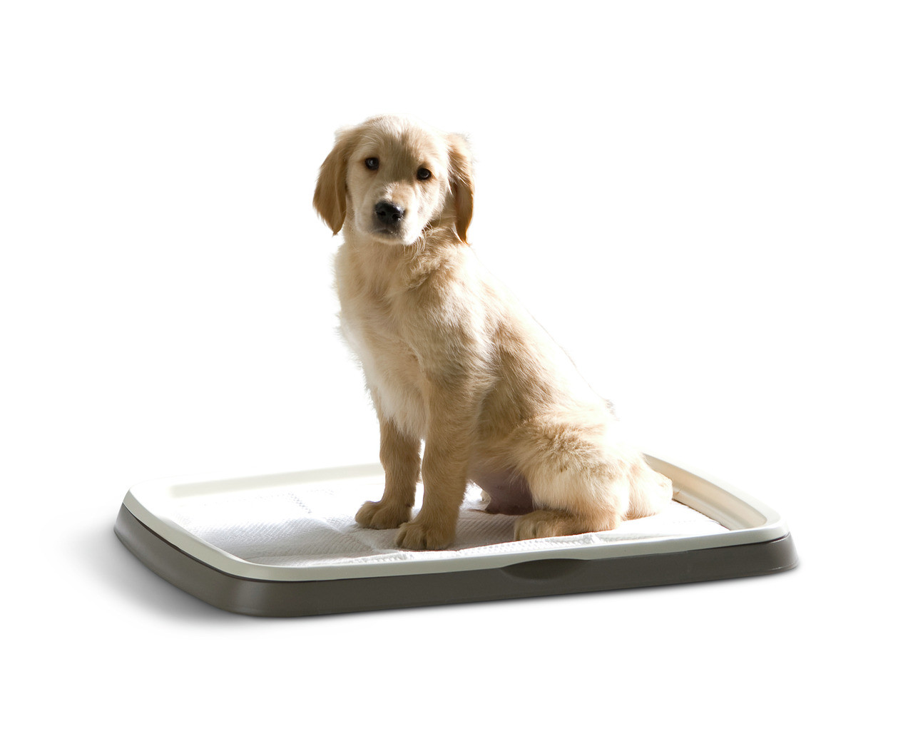 Savic Puppy Trainer Starter Kit – Large (45 × 60 cm)